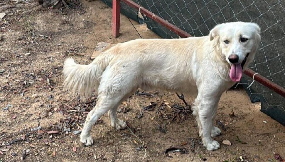 Isırık iddiasıyla alınan köpek gerilim yarattı: Altın Patiler ‘canlı kanıt’ istedi