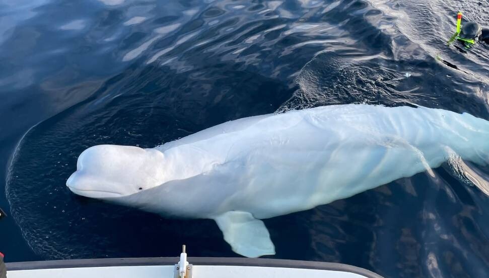 Hayvan hakları örgütleri, “Rus casusu” olduğu iddia edilen Beluga balinasının silahla öldürüldüğünü öne sürdü