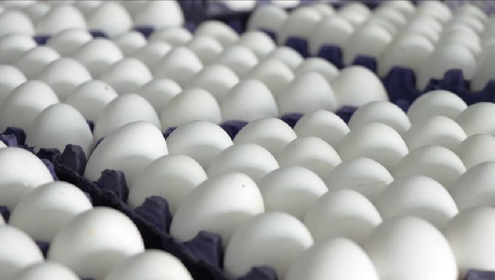ABD'de milyonlarca yumurta salmonella şüphesiyle geri çağırıldı