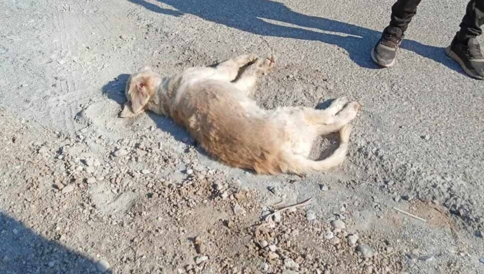 Lapta’da zehirlenmiş köpek bulundu!