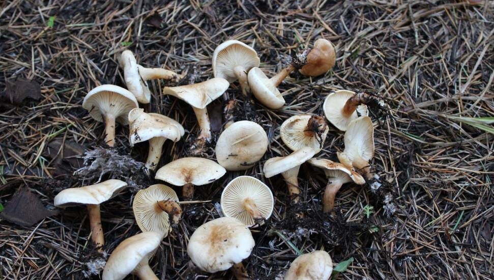 Zehirli mantarlar ölüme kadar giden çeşitli sağlık problemlerine neden olabiliyor