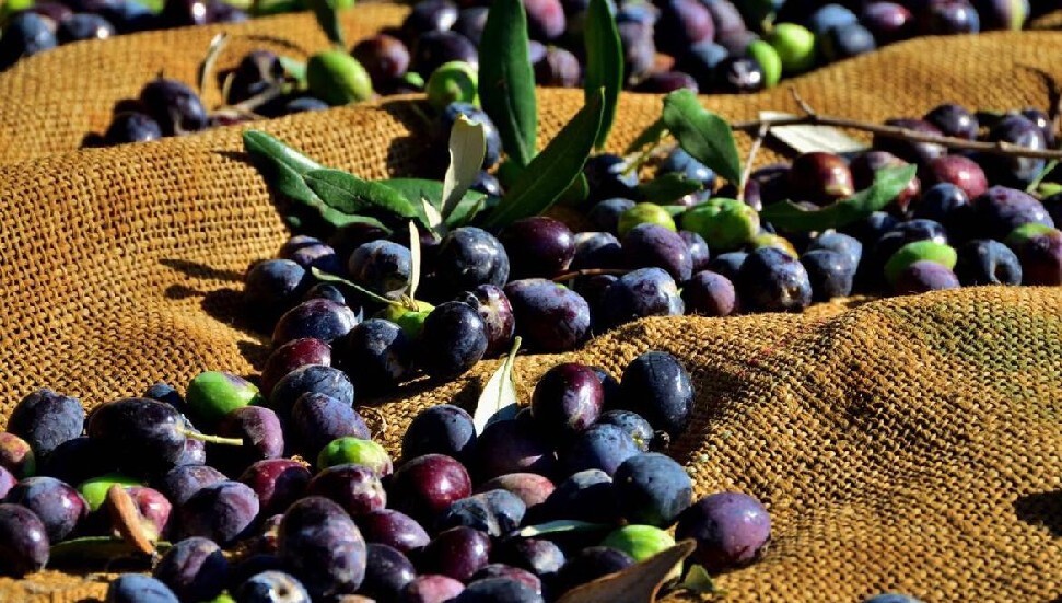 Lefke’de erkenci zeytin 19 Ağustos, yerli zeytin hasadı 2 Eylül’de