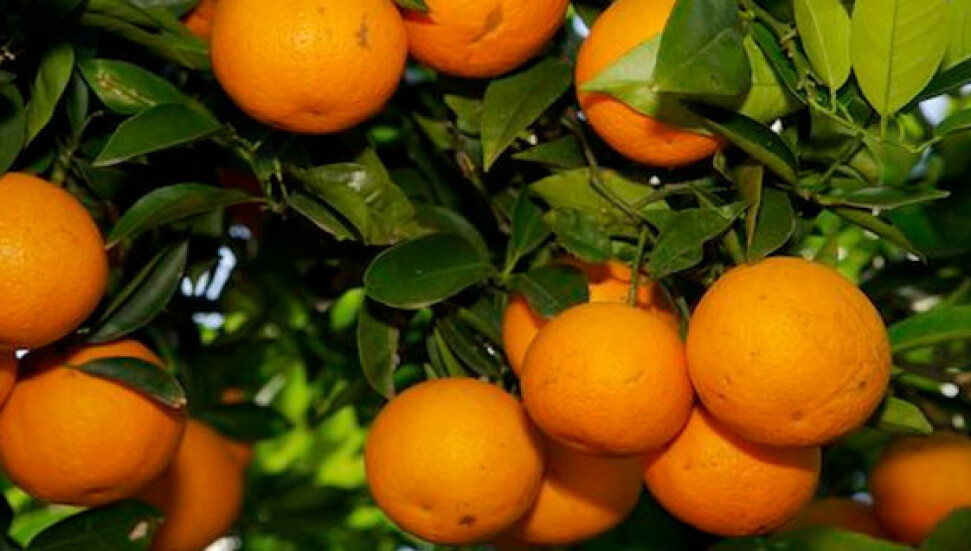 факты о оранжевом цвете. оранжевая история. книга с оранжевой обложкой. оранжевая история. книга оранжевого цвета.