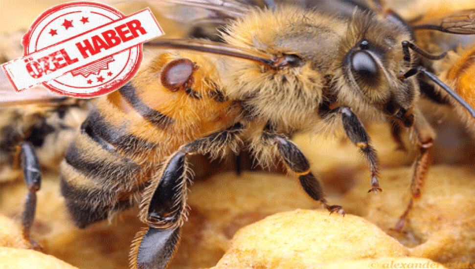 Arıcıların korkulu rüyası "Varroa" ile mücadele zamanı...