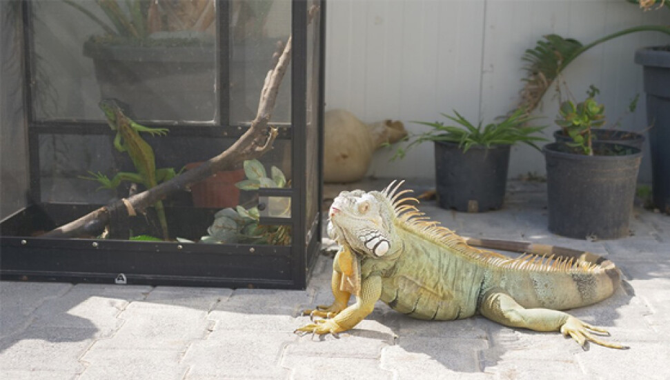 Veteriner Dairesi, gümrük yakalamadığı sürece işlem yapamıyor