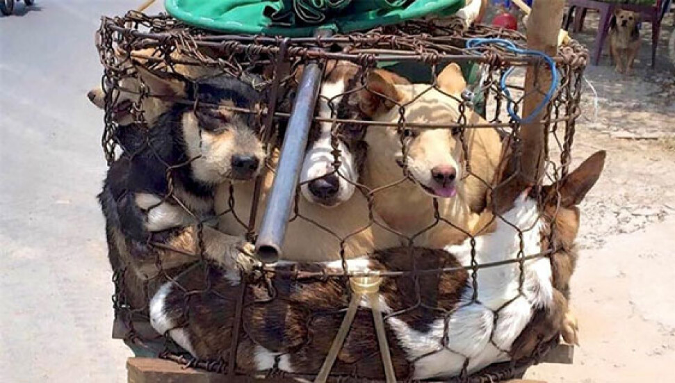 कुत्तों के साथ ऐसी हैबानियत को देखकर आपकी भी रूह कांप जाएगी, यहाँ विस्तार से पढें