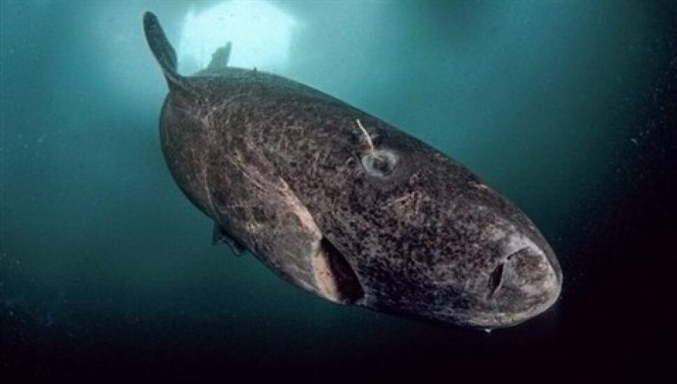 Piri Reis denizlerdeyken bile yaşıyormuş... İşte dünyanın en yaşlı köpekbalığı