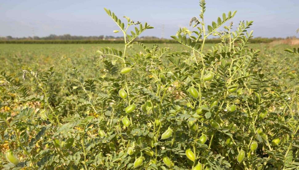 KKTC’de geniş ölçekte nohut üretimi 30 yıl aradan sonra yine başladı