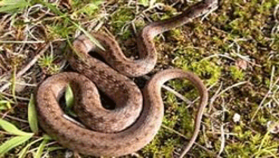 Antalya'da yaşanan sel felaketi 100 bin yılanı köye sürükledi