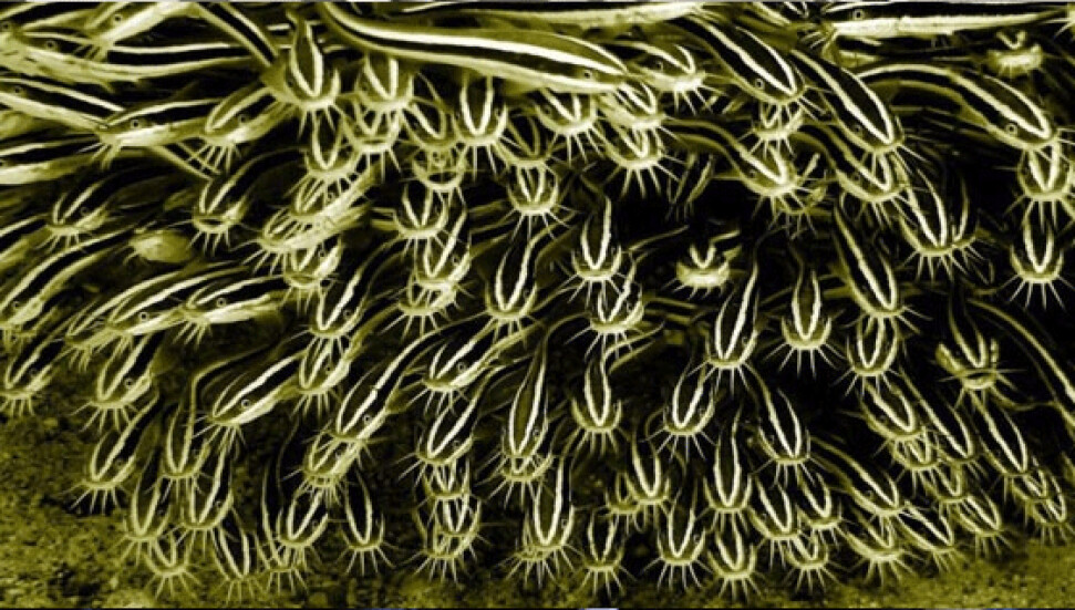 Akdeniz kıyılarında Çizgili Kedi Balığı tehdidi