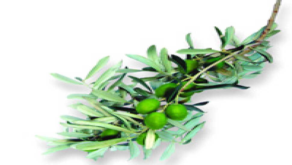 Zeytin Festivali’ne geri sayım 