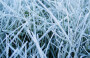 Frost Expected In Some Areas Today And Wednesday