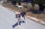 Turkey Plans To Remove Stray Dogs From Streets By Year-End