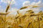 Australia Says Wheat Crop Set To Plunge