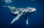 Iceland Moves to Permanently Ban Commercial Whaling