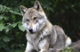 France To Loosen Rules On Shooting Wolves