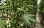 Kenyan Court Dismisses Rastafarians' Bid to Legalise Cannabis