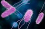 İngiltere’de salmonella vakaları son 10 yılın zirvesinde