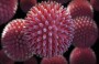 Human To Human Hantavirus Transmission Suspected On Cruise But Risk To Public Low, Who Says