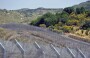 Arap ülkelerinden Kolombiya'nın "Golan Tepeleri" kararına kınama