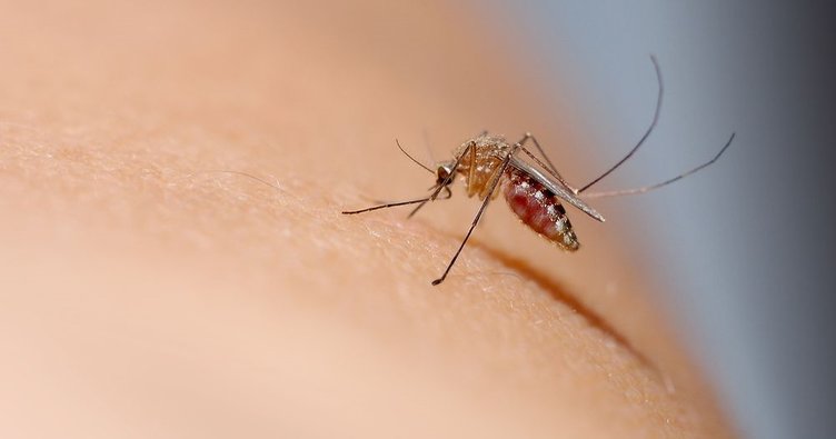 Ανιχνευτής καρκίνου αναπτύχθηκε με την αίσθηση της οσμής των κουνουπιών