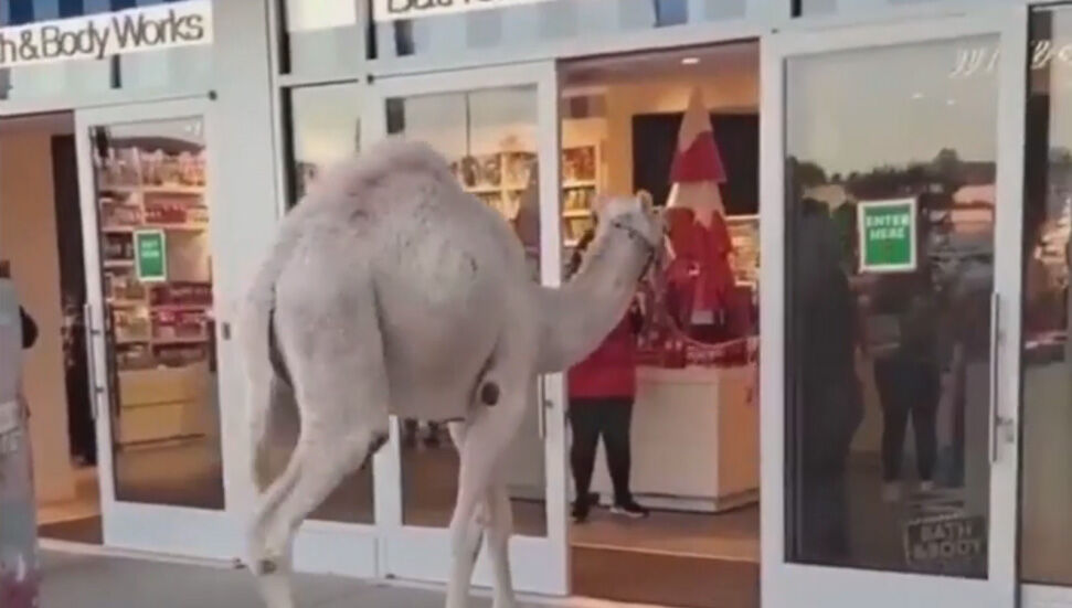 Η καμήλα που μπήκε στο κατάστημα έγινε viral