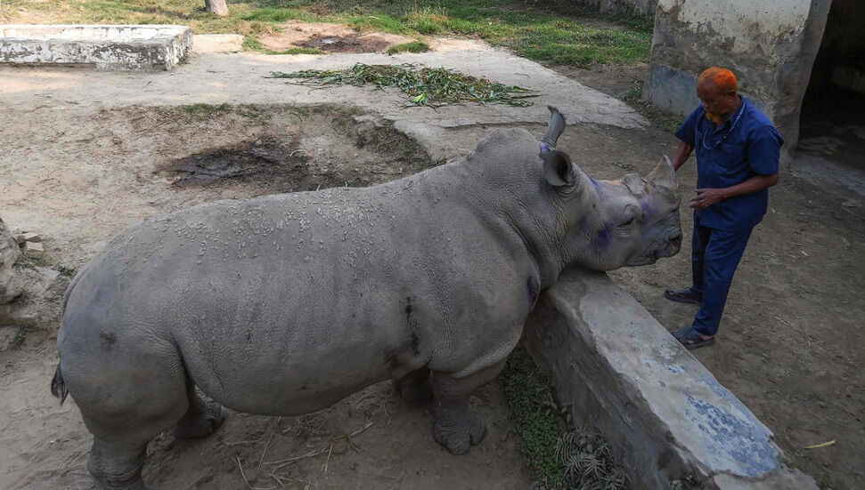 Ο Rhino Kanchi δεν μπορεί να βρει σύντροφο λόγω της πανδημίας