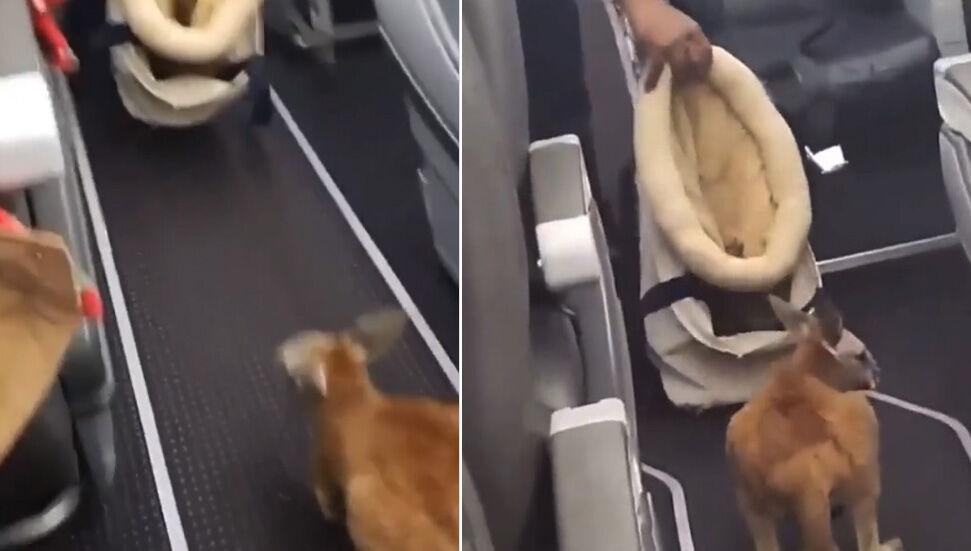 Το μωρό καγκουρό ταξίδεψε μεταξύ επιβατών στο αεροπλάνο