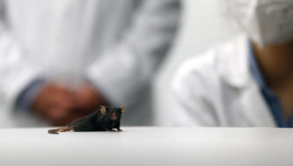 Παράλυτο ποντίκι επανατοποθετήθηκε χρησιμοποιώντας σχεδιαστική πρωτεΐνη στη Γερμανία