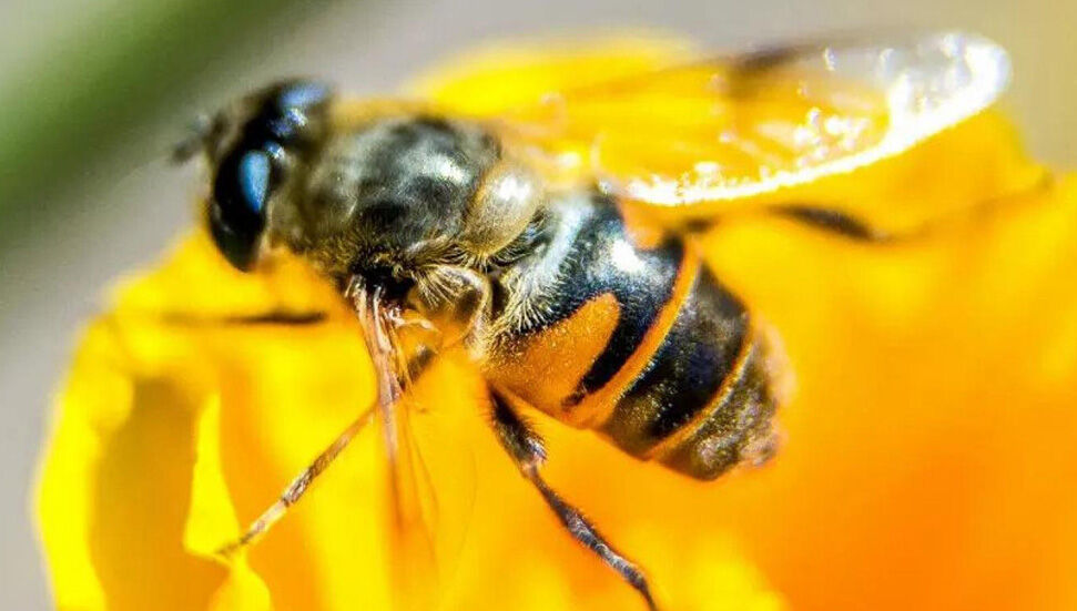 Δείτε το ένα τέταρτο των μελισσών στη φύση από το 1990