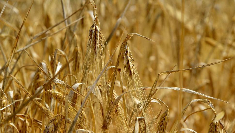 TÜK, yemlik arpanın Çarşamba günü gelmesinin beklendiğini açıkladı