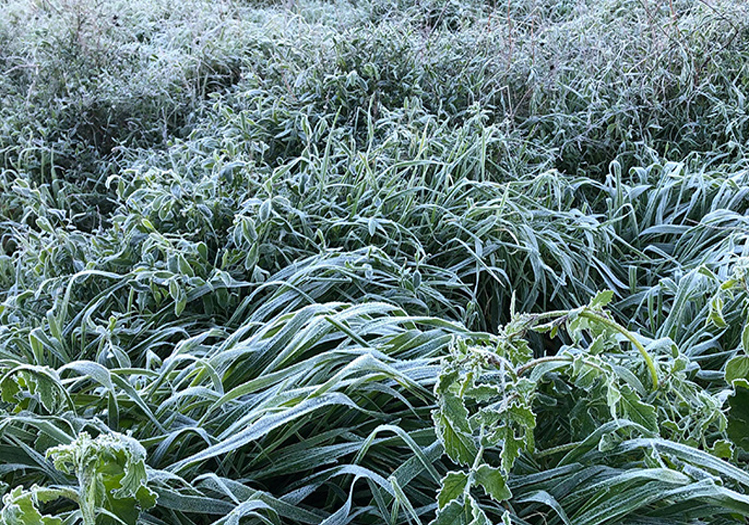 Yarın ve Çarşamba sabah saatlerinde yer yer don olayı bekleniyor