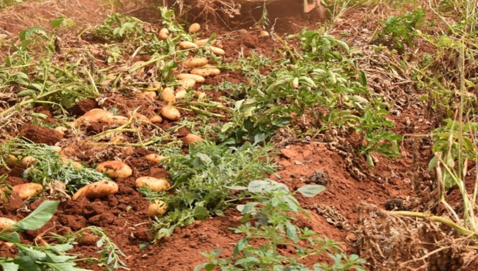 Kıbrıs Türk Patates Üreticileri Birliği: "Mağduriyetlerimiz bir nebze - Vimarsana News