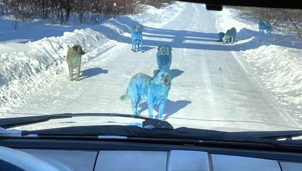 Τα σκυλιά έγιναν μπλε στη Ρωσία