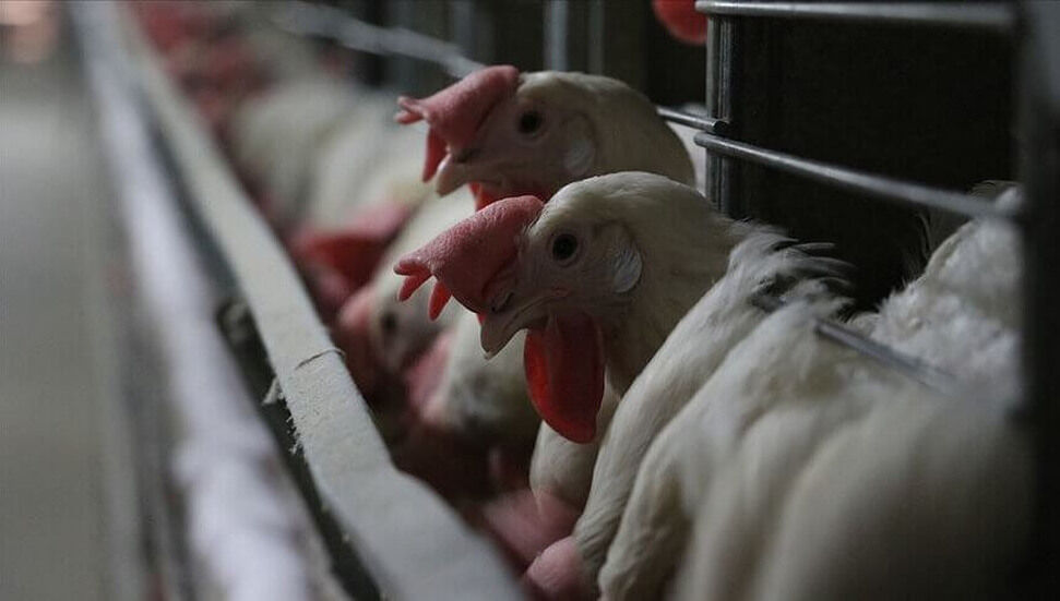 Εκατομμύρια ζώα σκοτώθηκαν στην Ιαπωνία λόγω γρίπης των πτηνών
