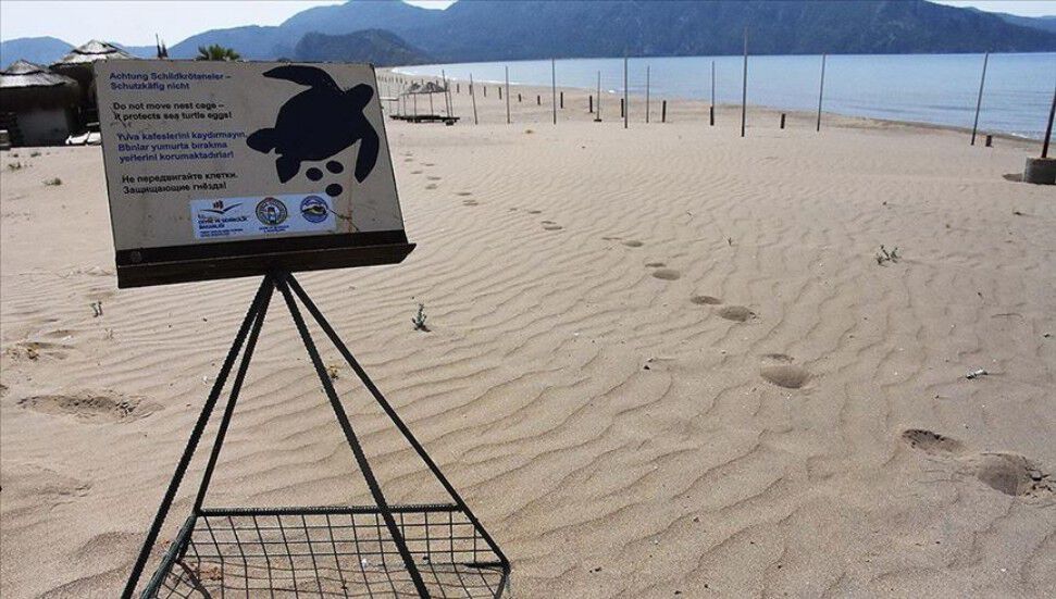 Ο SPOT έσπασε ένα ρεκόρ βρίσκοντας 2.408 φωλιές χελωνών στην ακτή της ΤΔΒΚ