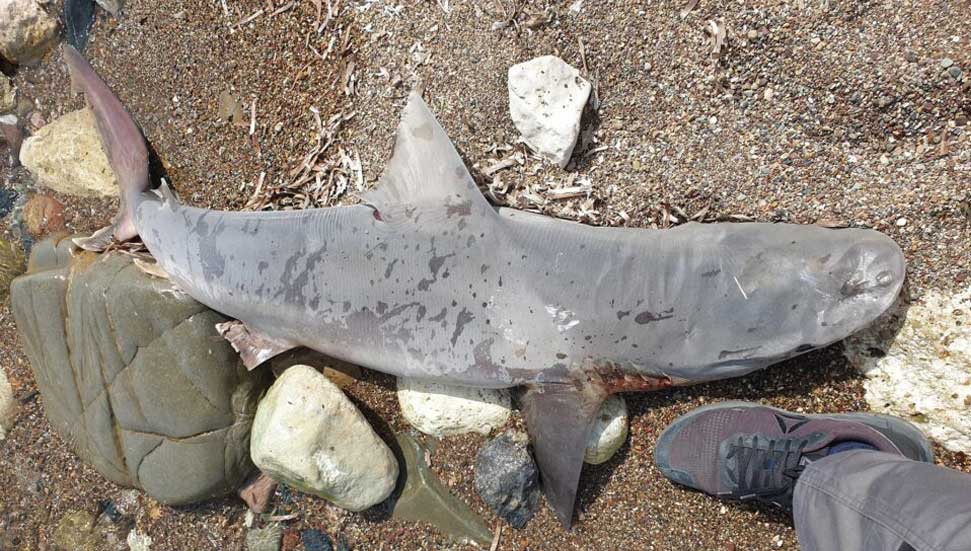 Ο καρχαρίας χτύπησε τις ακτές της Πάφου