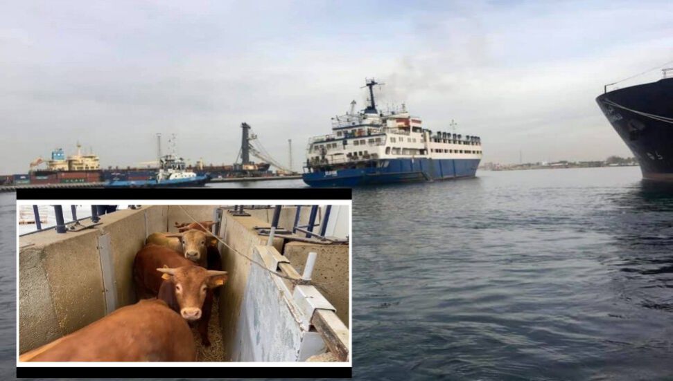 Σε 1.776 ζώα που φέρεται να πάσχουν από ασθένεια στο πλοίο με το όνομα Elbeik