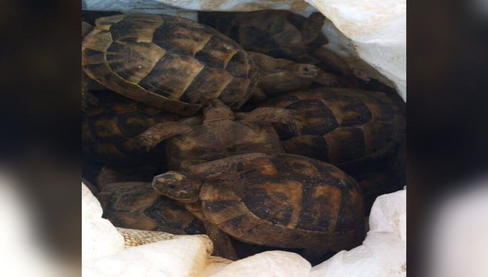 Προσπάθησαν να λανσάρουν 230 χελώνες στη χώρα