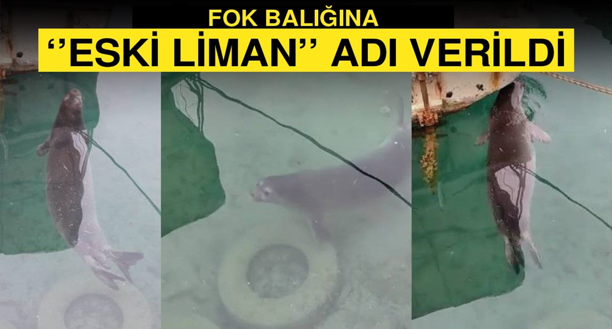 Η απειλούμενη μεσογειακή φώκια μοναχού εμφανίστηκε στο Yenierenköy