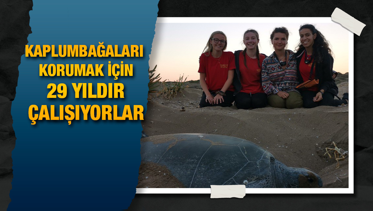 Sonbahara kadar binlerce yavru KKTC sahillerinde hayat bulacak - Vimarsana News