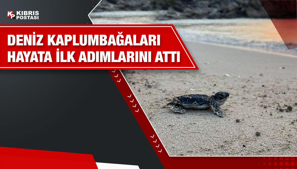 "Karşıyaka Güzelyalı Sahili Kaplumbağa Projesi" ilk etabı gerçekleşti - Vimarsana News
