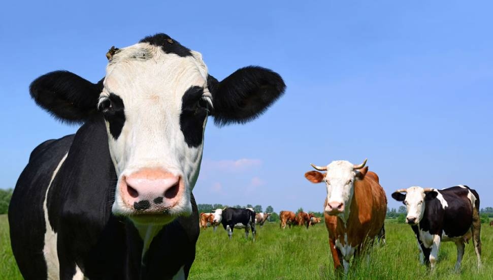 Genel Tarım Sigortası Fonu’ndan üreticilere 1,4 milyon TL tazminat