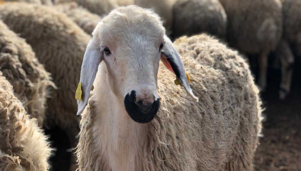 Küçükbaş hayvan çiçek hastalığı için 22 üreticiye toplamda 1 milyon 737 bin TL'lik tazminat ödendi