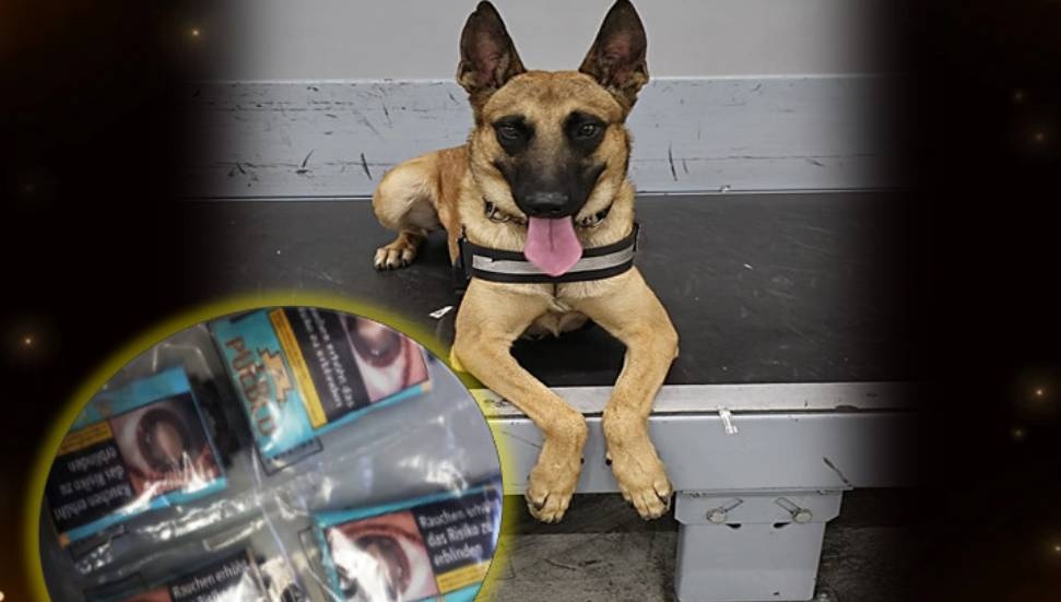 Hafta sonunda polis operasyonları: Dedektör köpeği Pamir uyuşturucu yakaladı