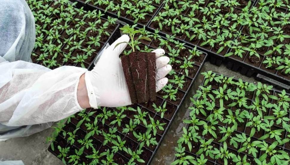 2025 yılı fide destek ödemeleri yapıldı: 171 üreticiye toplam 15 milyon 630 bin TL ödendi