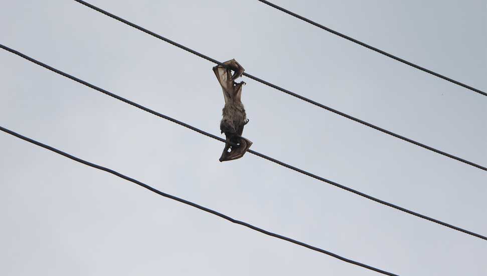 “Οι απειλούμενες νυχτερίδες είναι θύματα των ηλεκτροφόρων καλωδίων ..