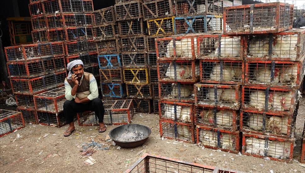 Στην Ινδία, το Τζαμού Κασμίρ κινδυνεύει επίσης από πιθανή εστία γρίπης των πτηνών.